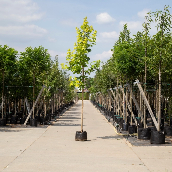 Spitzahorn 'Princeton Gold' kaufen | Acer platanoides | Gartencenter.de