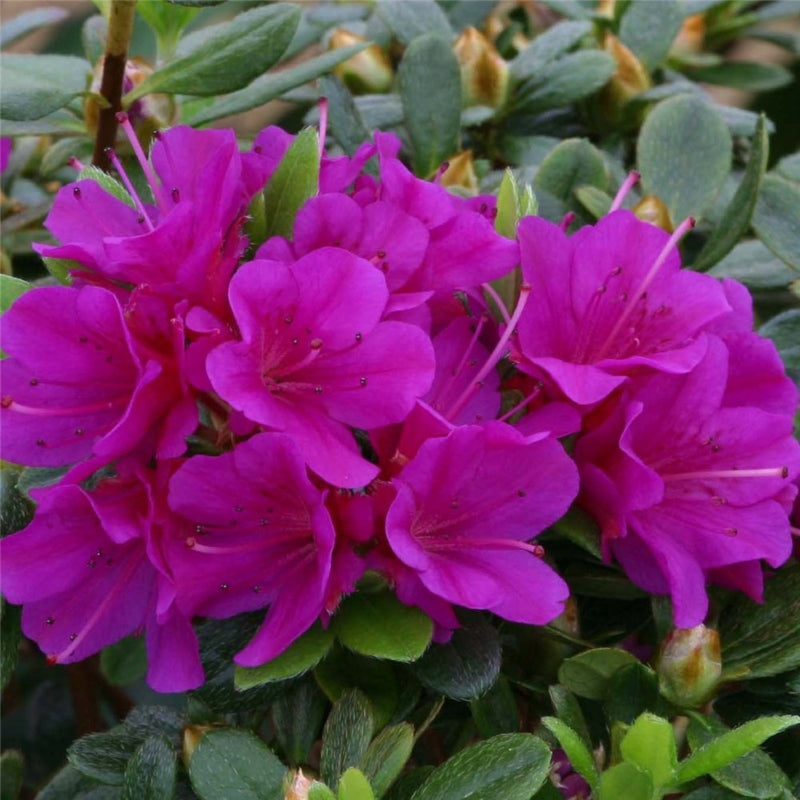 Azalee lila