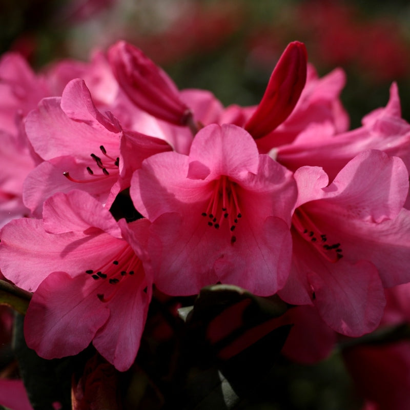 Azalee Image Download Azalee rot kaufen | Azalea | Gartencenter.de