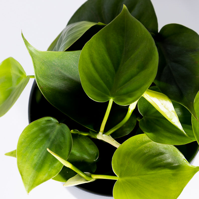 philodendron baumfreund Baumfreund kaufen | Philodendron scandens