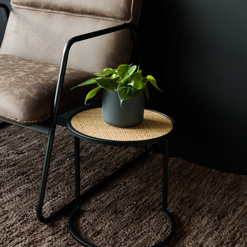 philodendron baumfreund kaufen Baumfreund kaufen | Philodendron scandens