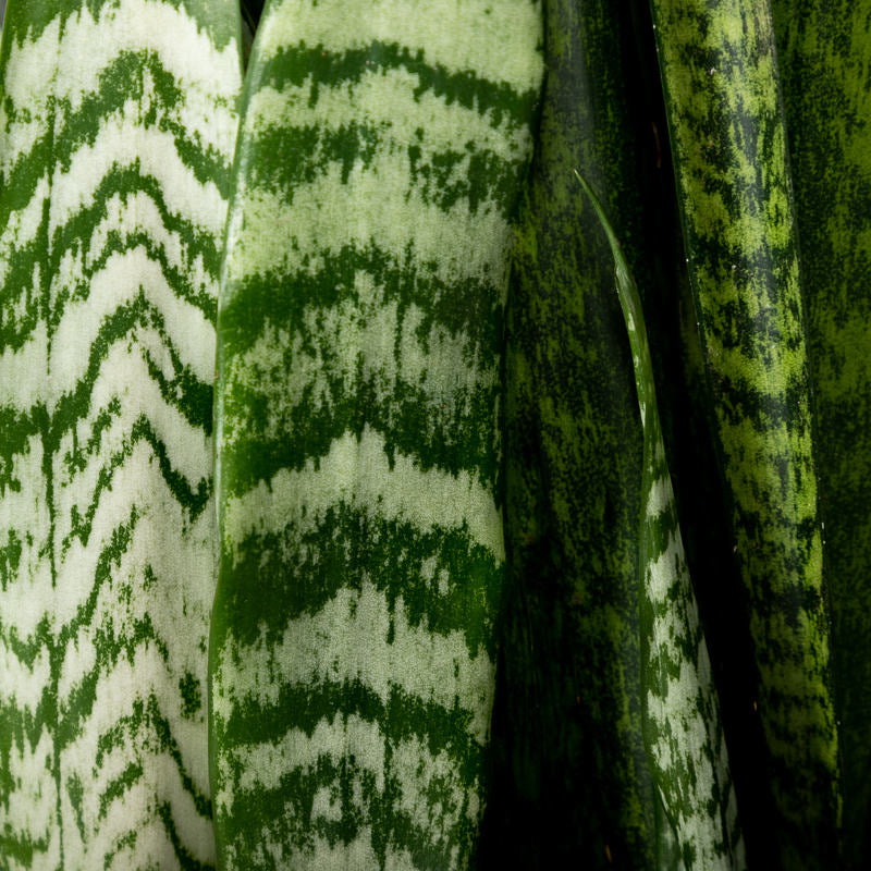 Bogenhanf kaufen | Sansevieria zeylanica