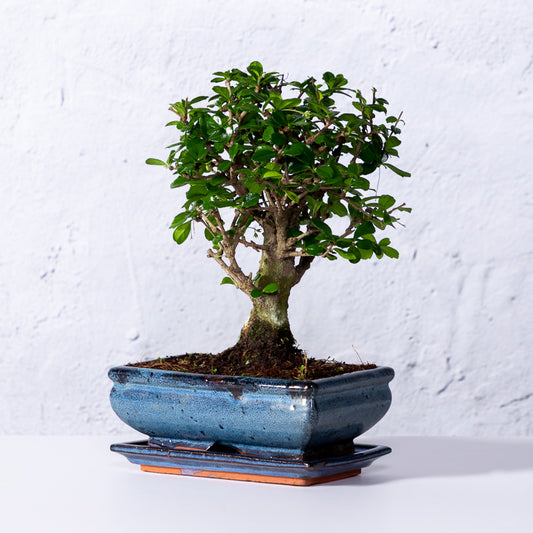 Bonsai 'Carmona' Kugelform