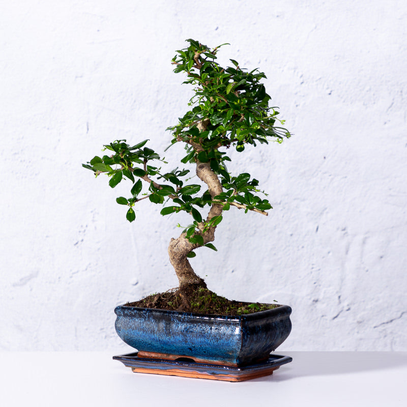 Bonsai 'Carmona' S-Form kaufen | Bonsai 'Carmona'