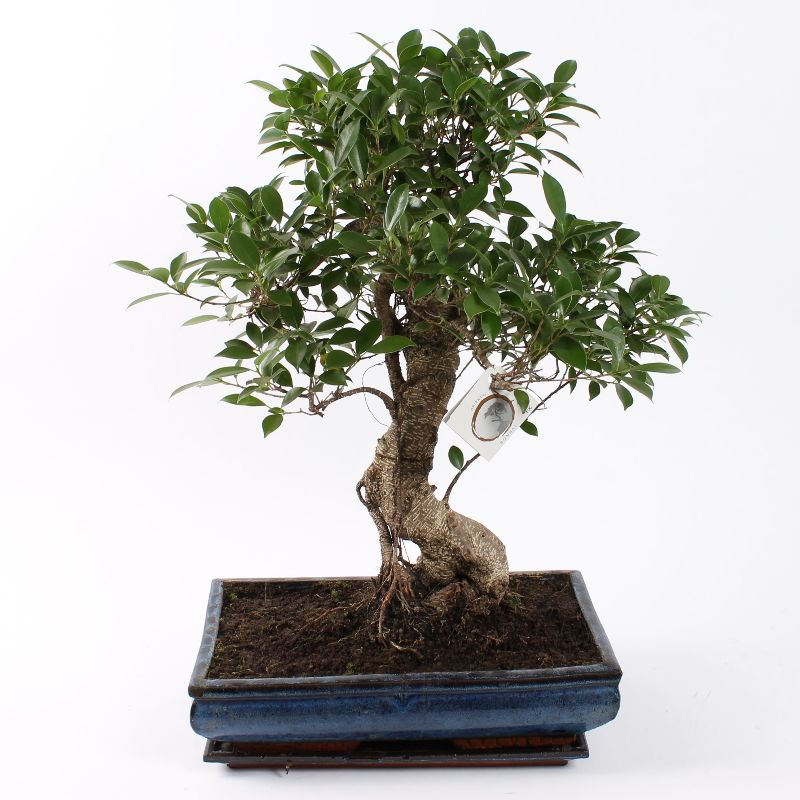 Bonsai Ficus S-Form