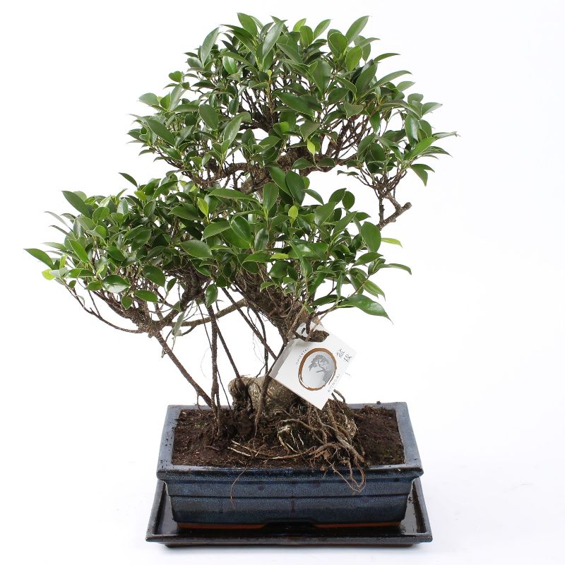 Bonsai Ficus S-Form