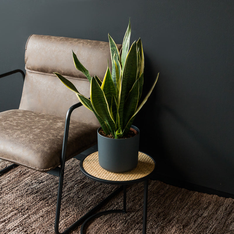 Bunte Bogenhanf kaufen | Sansevieria trifasciata