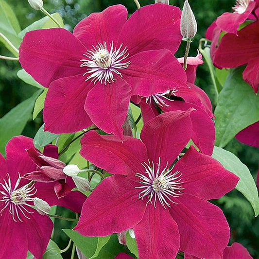Clematis rot