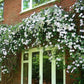 Clematis weiß immergrün