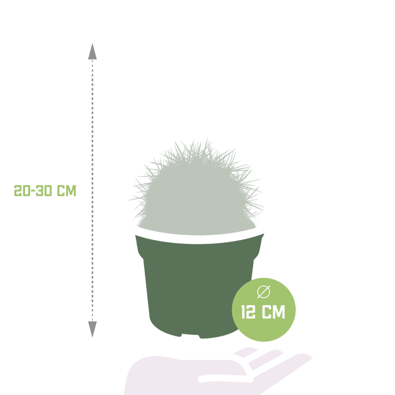 Echinocactus grusonii im Topf 12 cm Ø