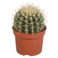 Echinocactus grusonii im Topf 12 cm Ø
