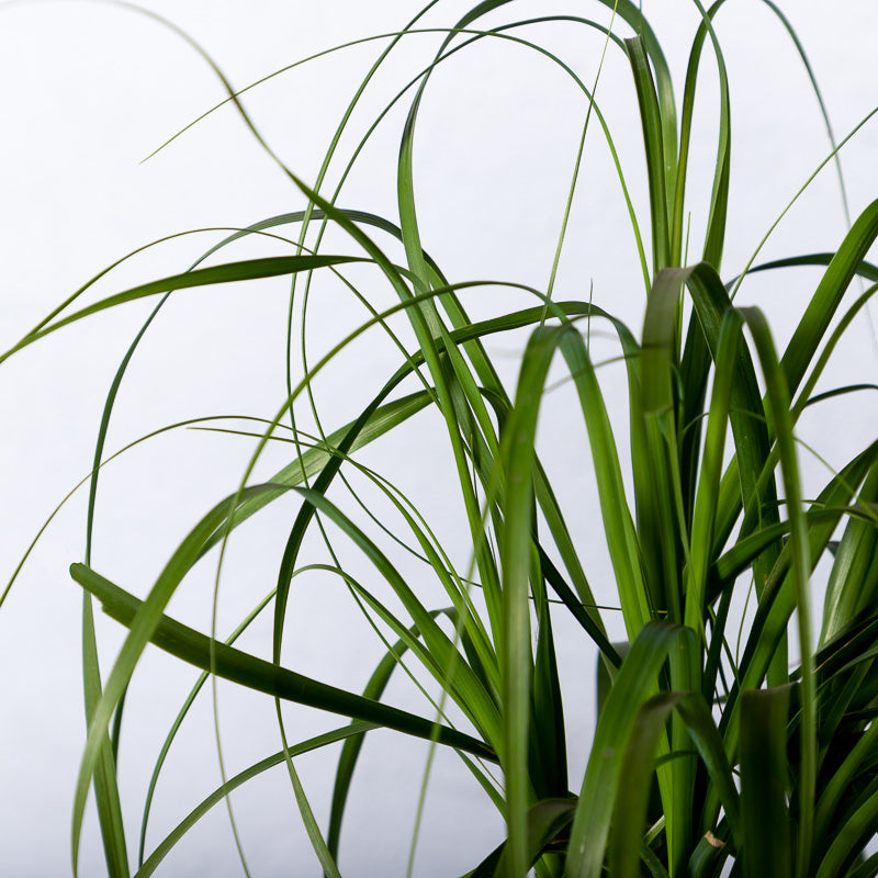 Elefantenfuß kaufen | Beaucarnea 'Recurvata'