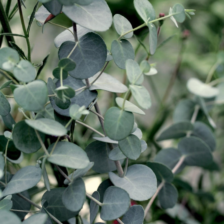 Eukalyptus kaufen