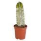 Euphorbia marmorata im Topf 17 cm Ø
