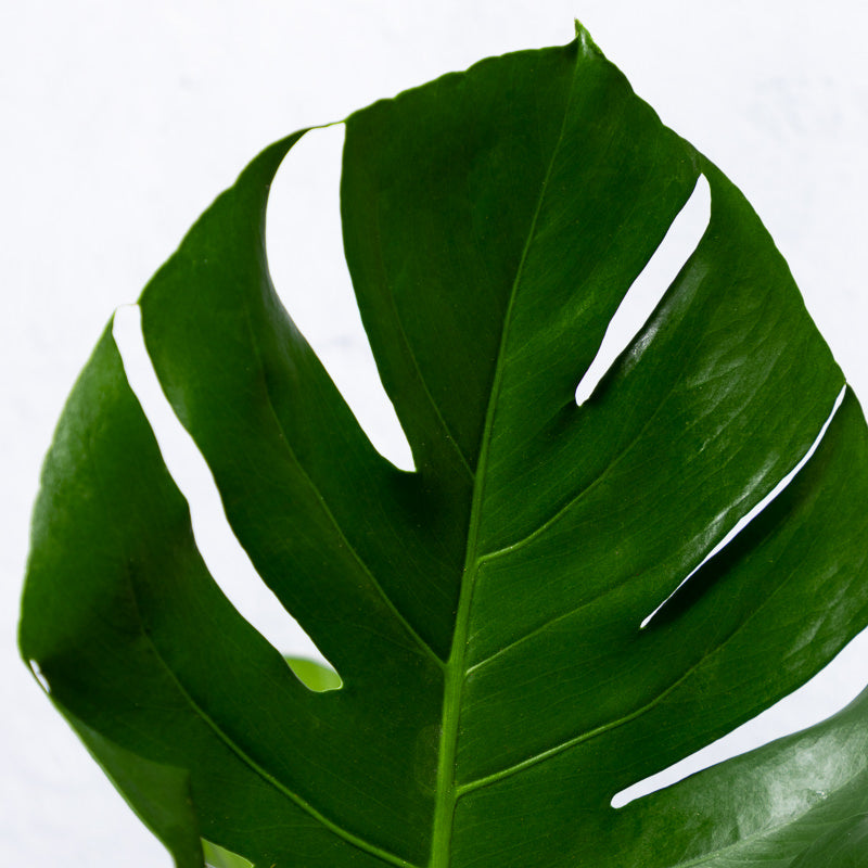 philodendron fensterblatt Fensterblatt mit Kokosstab kaufen | Philodendron monstera pertusem