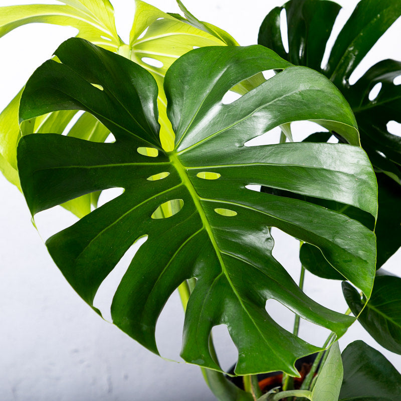 fensterblatt monstera deliciosa erfahrungsbericht Fensterblatt kaufen | Philodendron monstera