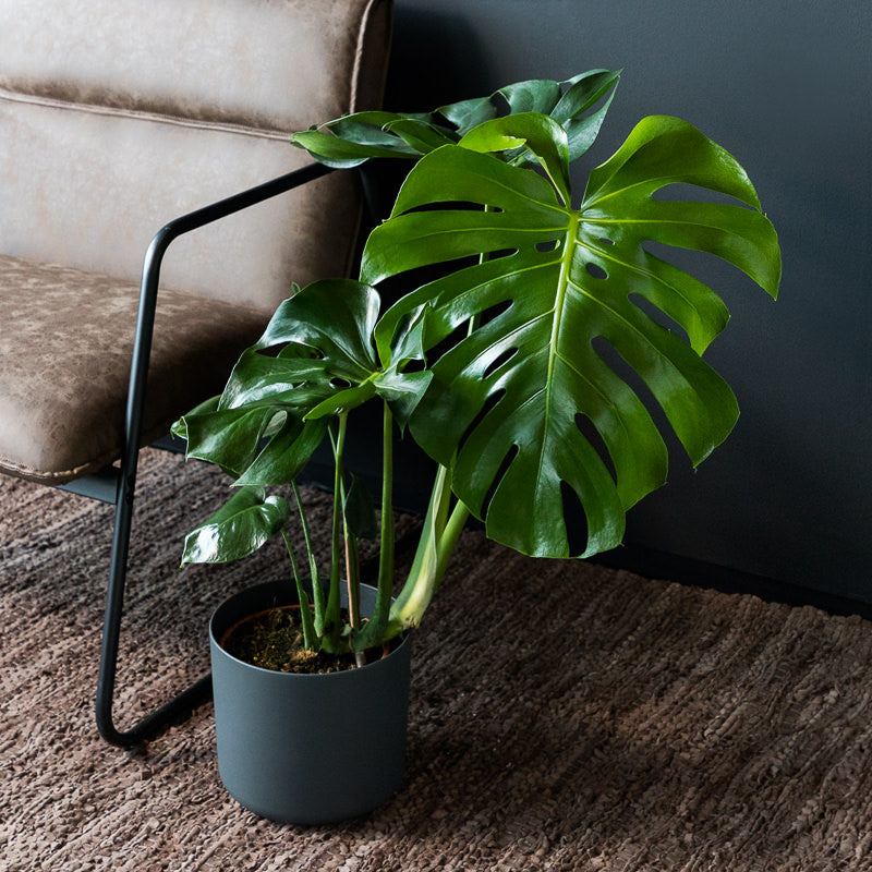 fensterblatt philodendron Fensterblatt | kaufen