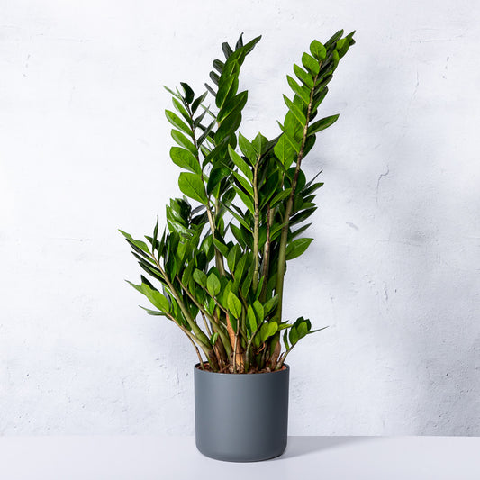 herzförmige blätter zimmerpflanze Philodendron Gloriosum Velvet 40cm | Zimmerpflanze main image 1