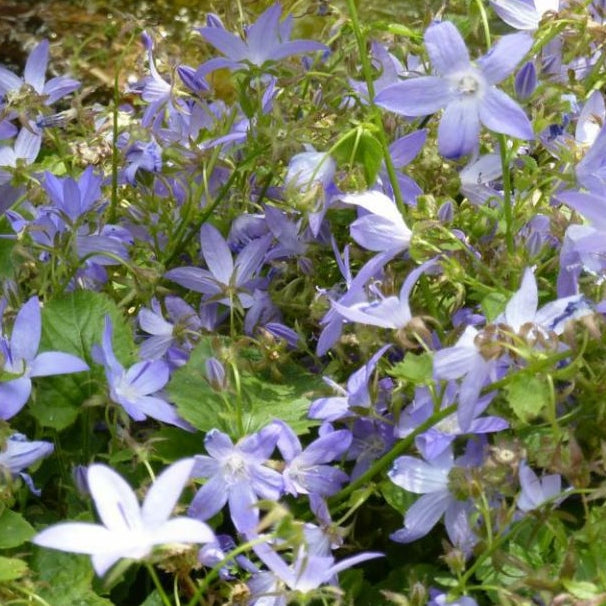 Hängepolster-Glockenblume violett-blau