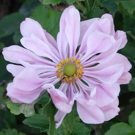 Rosa Anemone