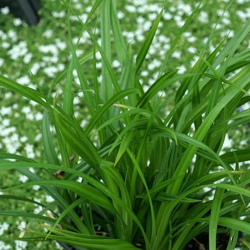 Japan Segge kaufen | Carex morrowii 'Irish Green'