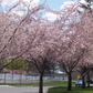 Japanische Blütenkirsche 'Autumnalis Rosea'