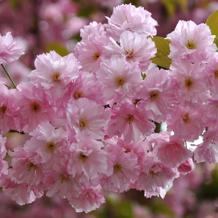 Japanische Blütenkirsche 'Kanzan'
