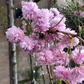 Japanische Hänge-Blütenkirsche 'Kiku-shidare-zakura'