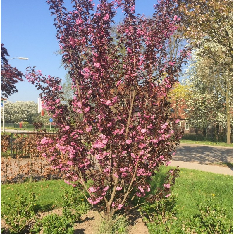 Japanische Zierkirsche 'Kanzan' mehrstämmig kaufen Prunus serrulata