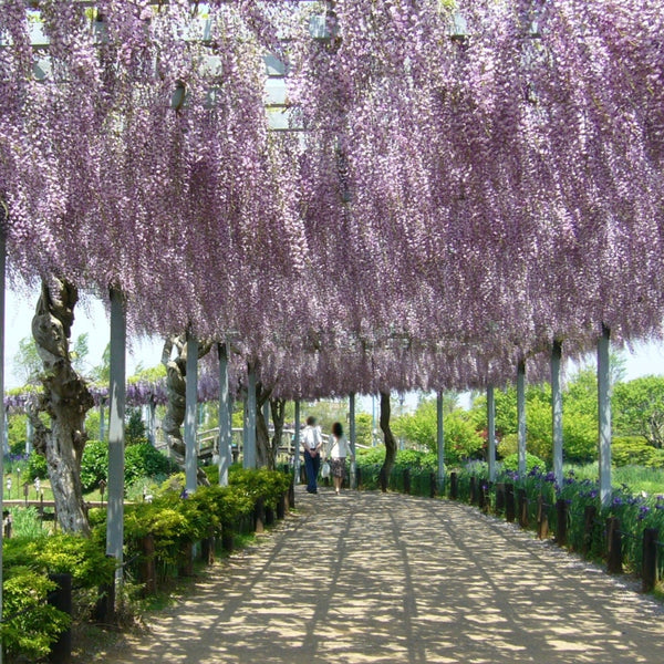 Japanischer Blauregen kaufen Wisteria floribunda 'Rosea