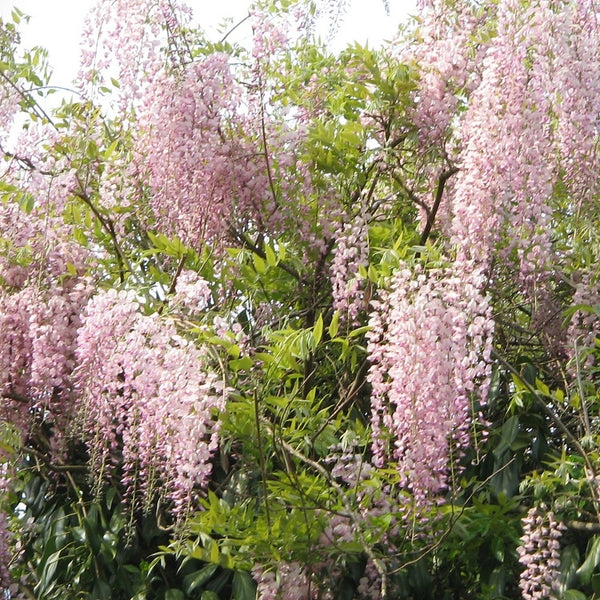 Japanischer Blauregen kaufen Wisteria floribunda 'Rosea
