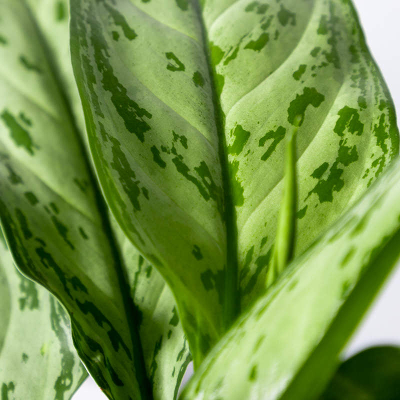 kolbenfaden aglaonema Kolbenfaden kaufen | Aglaonema 'Silver Queen'