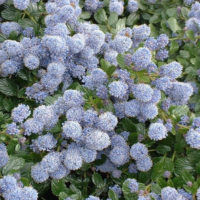Kriechende Säckelblume kaufen | Ceanothus thyrsiflorus 'Repens'