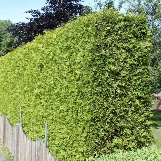 Lebensbaum 'Smaragd' kaufen Thuja occidentalis 'Smaragd