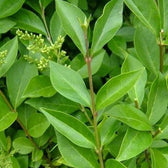 Ligusterhecke kaufen Ligustrum ovalifolium Gartencenter.de