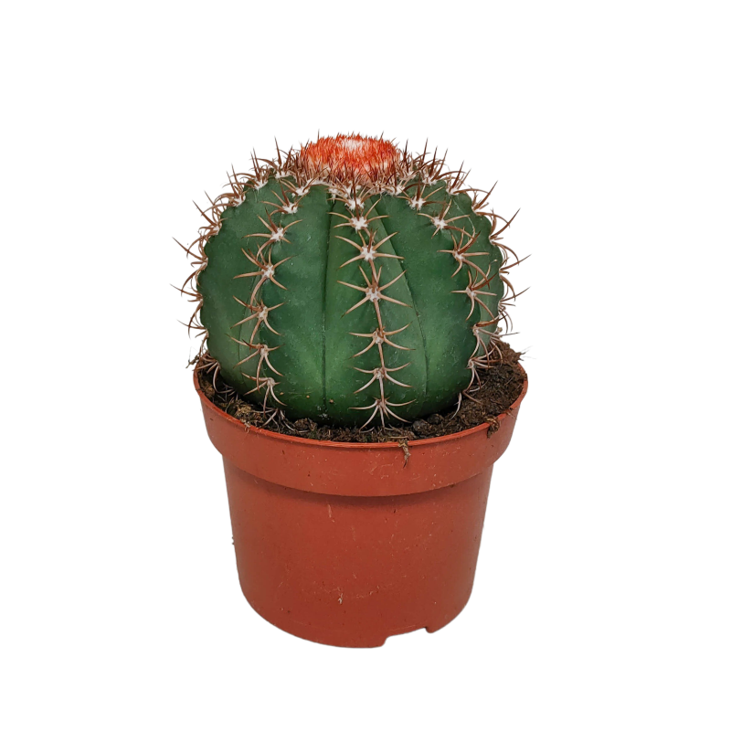 Melocactus matanzanus im Topf 13 cm Ø