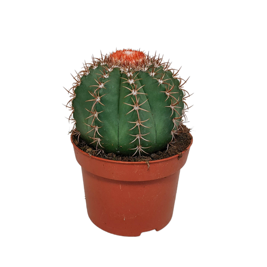 Melocactus matanzanus im Topf 13 cm Ø