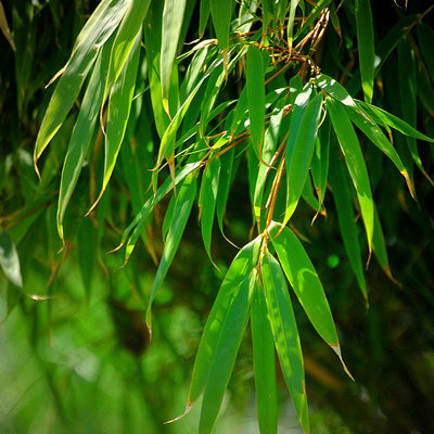 Nicht wuchernder Bambus 'Rufa'