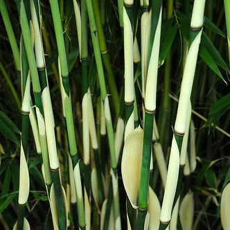 Nicht wuchernder Bambus 'Pingwu'