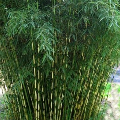 Nicht wuchernder Bambus 'Pingwu'