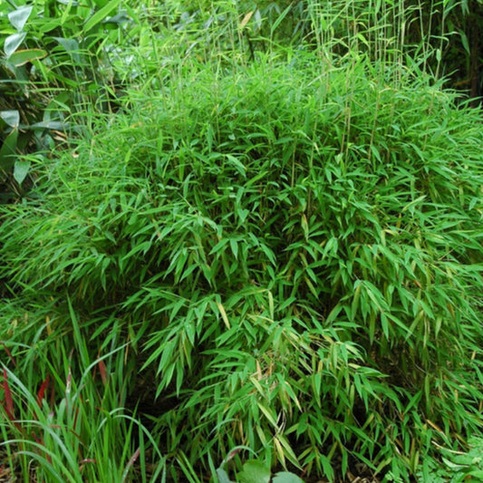 Nicht wuchernder Bambus 'Rufa'