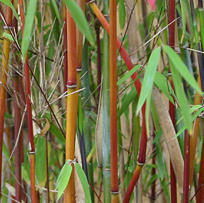 Nicht wuchernder Bambus 'Jiuzhaigou'