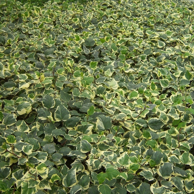 Nordafrikanischer Efeu kaufen | Hedera algeriensis 'Gloire de Marengo ... Nordafrikanischer Efeu kaufen | Hedera algeriensis 'Gloire de Marengo ...