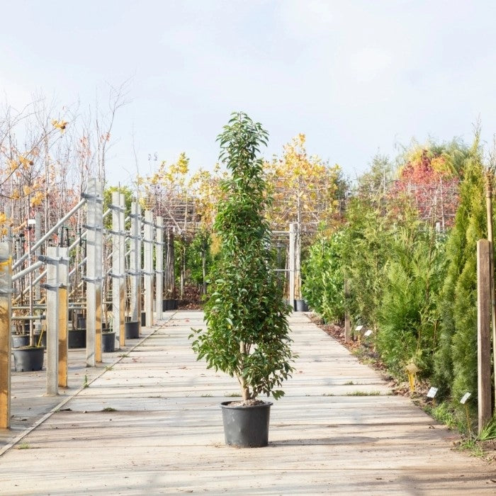 Portugiesischer Kirschlorbeer kaufen | Prunus lusitanica 'Angustifolia ... Portugiesischer Kirschlorbeer kaufen | Prunus lusitanica 'Angustifolia ...