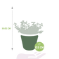 Portulacaria afra grün im Dekotopf weiß 10,5 cm Ø