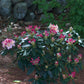 Rhododendron mehrfarbig