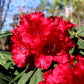 Rhododendron rot