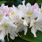 Rhododendron weiß
