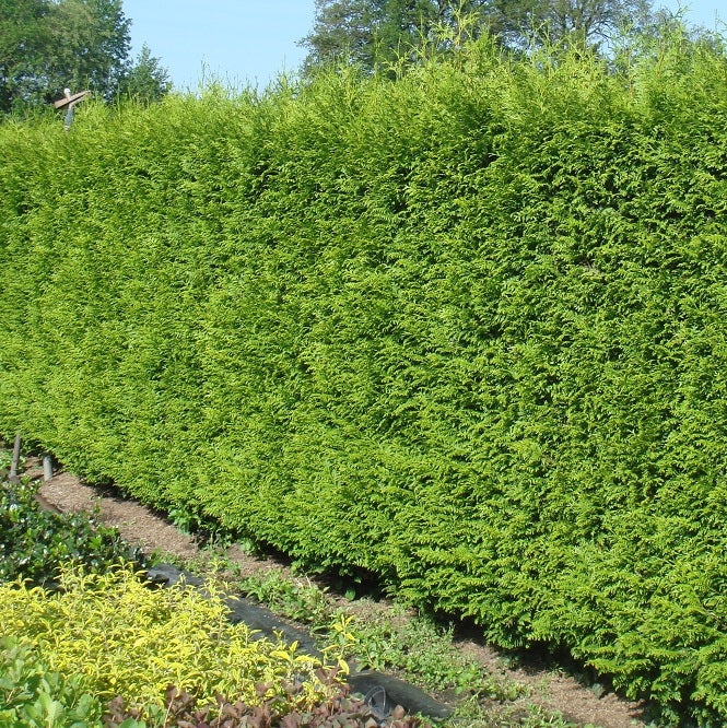 Riesenlebensbaum 'Gelderland' | kaufen