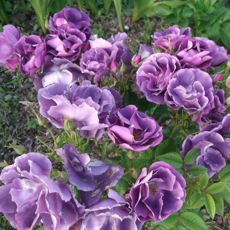 Rosenstrauch lila